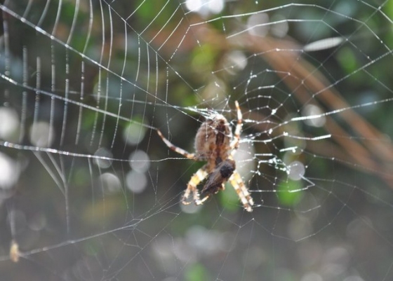 Открытка - Spiderweb №1100