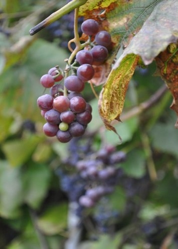 Открытка - Grape №1108