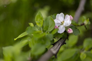 Открытка - Цветок яблони №3813