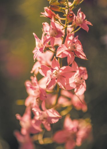 Открытка - Розовый цветок №3868